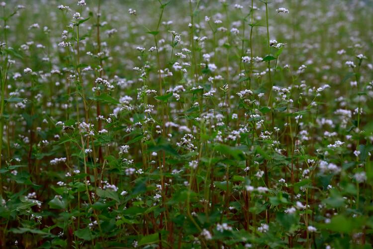 Buchweizenblüte im Feld