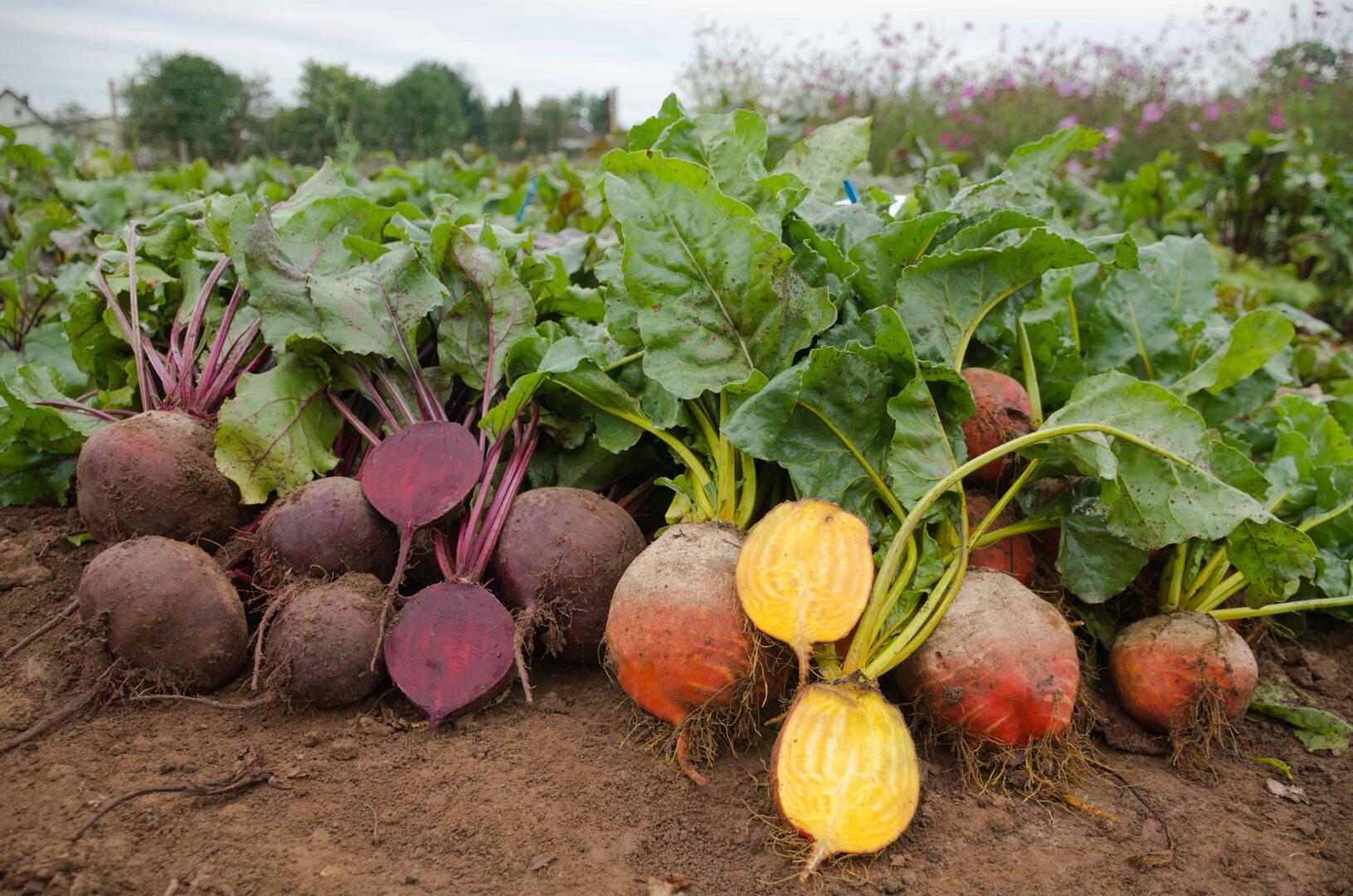 Rote und gelbe Beeten liegen nebeinander gestapelt auf einem Feld. Zwei Beeten sind jeweils aufgeschnitten